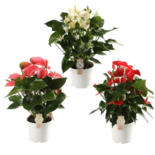 Anthurium